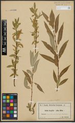 Foto von Salix alba L. x Salix fragilis L.